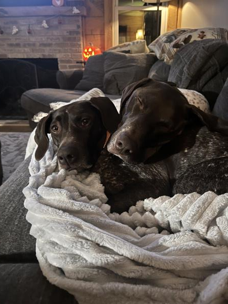 /Images/uploads/Southeast German Shorthaired Pointer Rescue/segspcalendarcontest/entries/33580.jpg